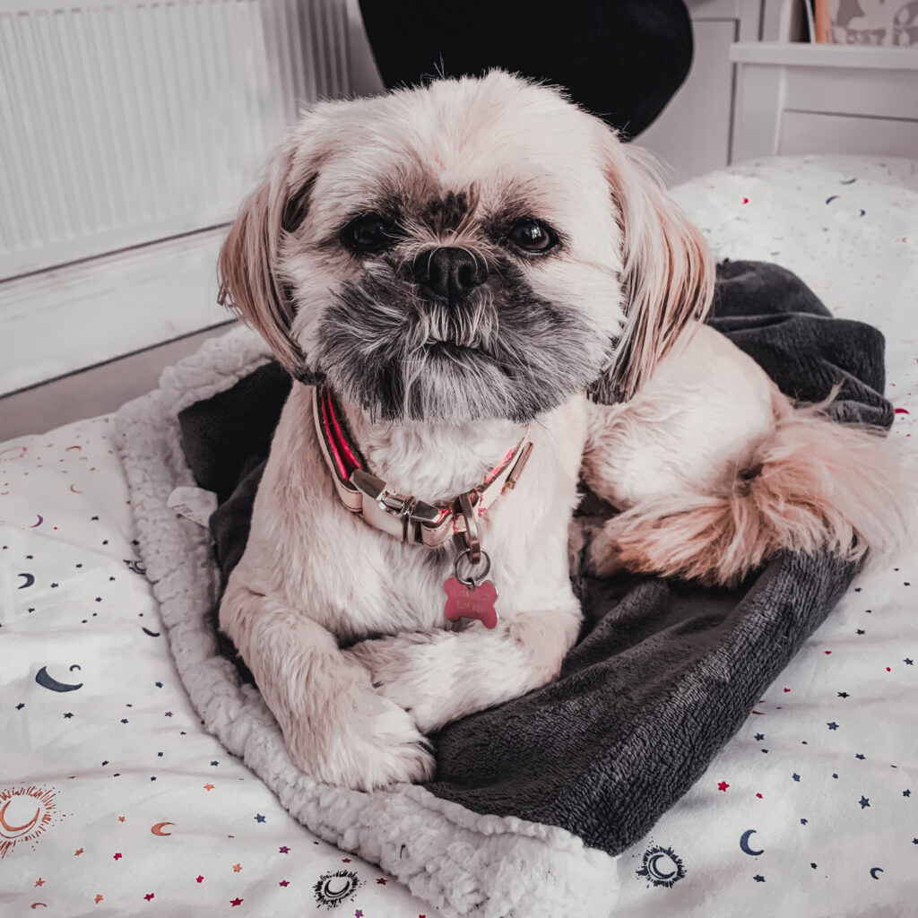 Lola the shih tzu